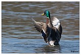 sized_Wilde eend_20090321_004